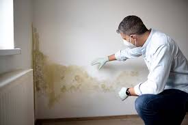 Environmental Consulting for Mold Prevention in Chester, MD